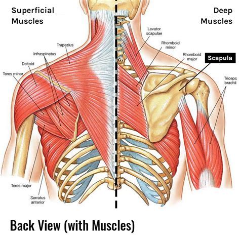 Muscles below the shoulder blades briefly crossword - Find the latest crossword clues from New York Times Crosswords, LA Times Crosswords and many more. ... Muscles below the shoulder blades, briefly 2% 5 ROTOR ...
